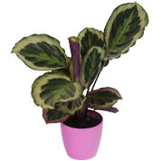 Calathea 'Shinestar' + Cachep Rosa